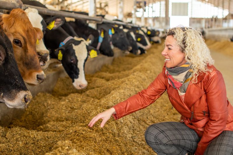 European cheese making on American soil