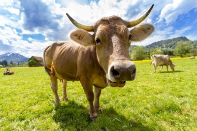 a cow in norway